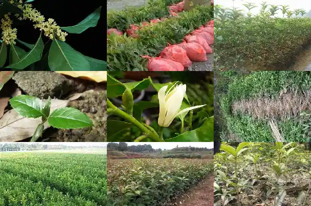如何分辨桂花树的公母1688430131698