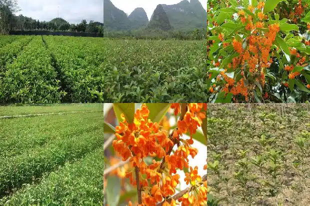 写桂花的味道1685235098325