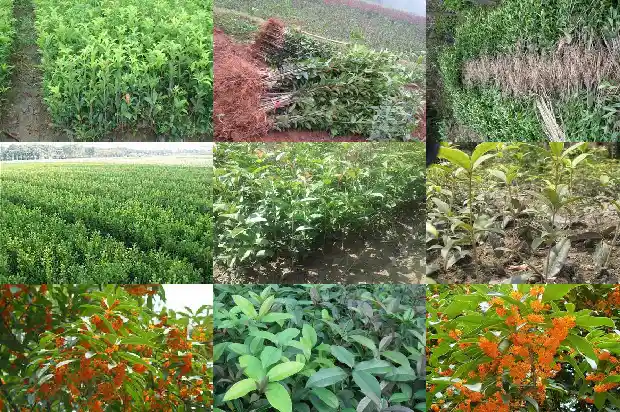 桂花的颜色样子气味特点写一写1685235105679