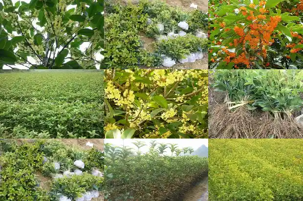 桂花树是嫁接的好是原种植的好1690159048158