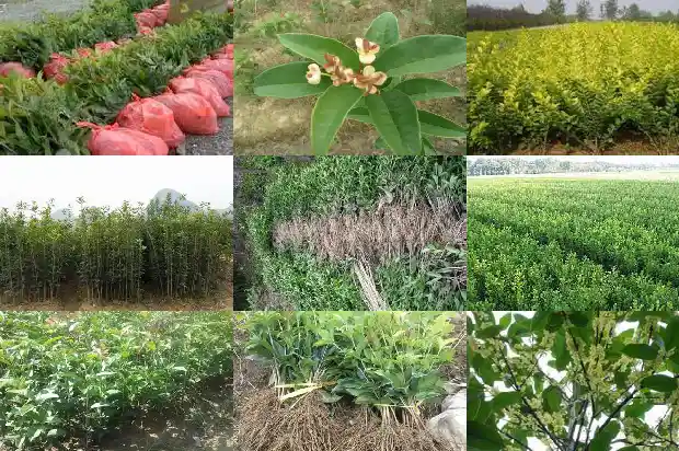 关于桂花香的句子1685235136505