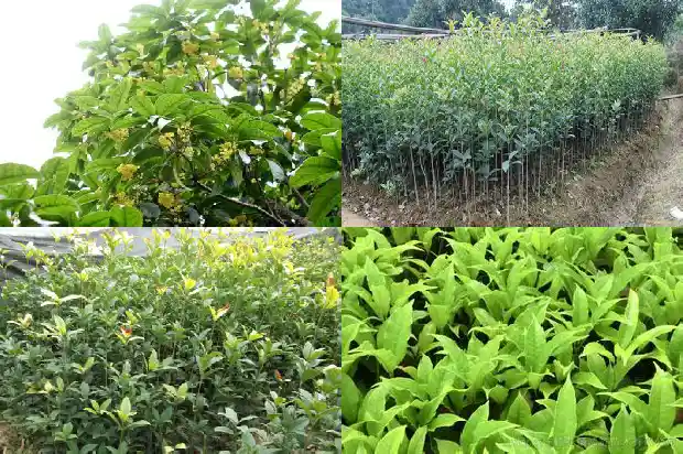 闻到桂花的香味怎么写句子1685235151517