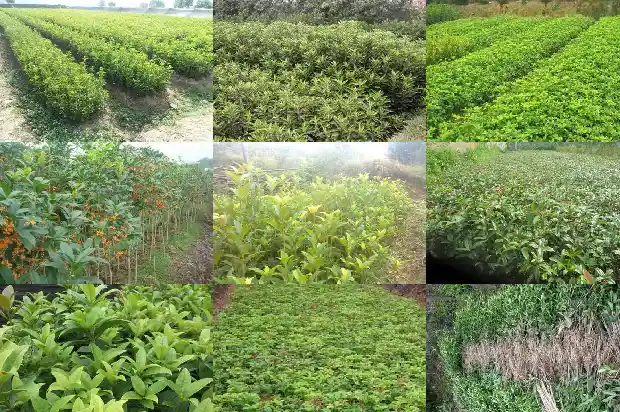 闻到桂花的香味怎么写句子1685235151564