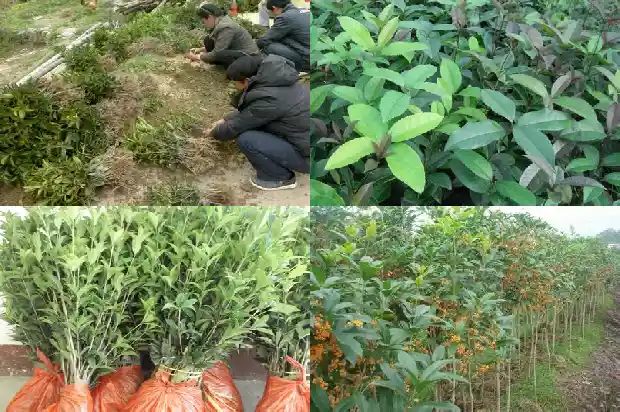 闻到桂花香怎么形容1685235159100
