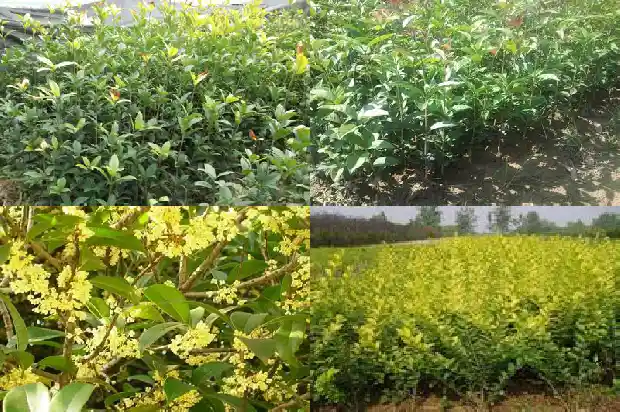 闻到桂花的香味成语怎么说1685235166691