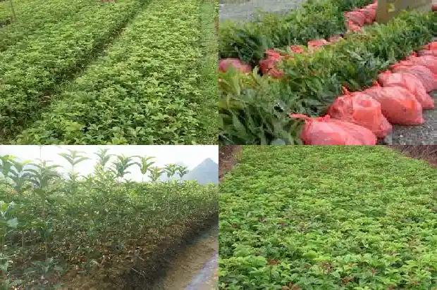 形容桂花树的香味怎么写的句子1685235236162