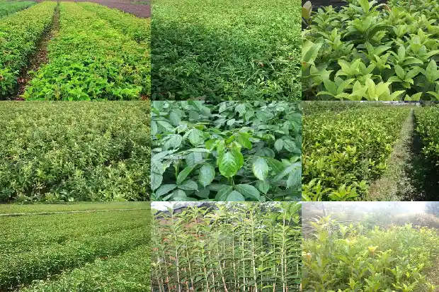 院里能栽桂花树吗?1690677560041
