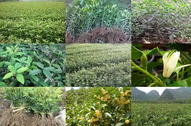 桂花的香味怎么形容?1685235246082