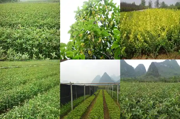 赞美桂花香味的词语有哪些1685235269693