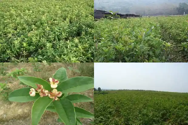 赞美桂花香味的词语有哪些1685235269740