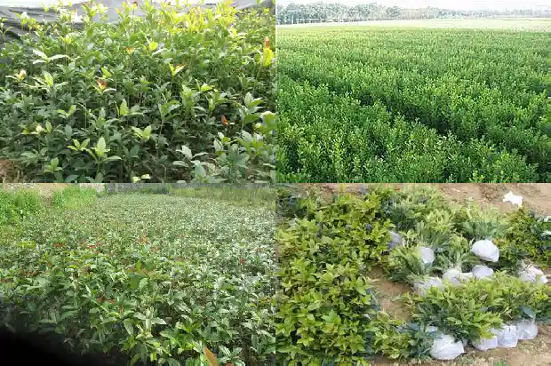 赞美桂花香味的词语句子1685235277472