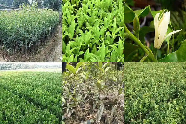 桂花香味的形容1685235289697