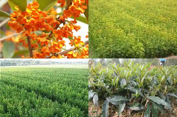 怎么摘桂花是最快的方法1689467973765