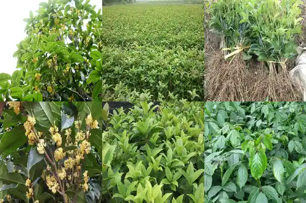 桂花树几月才会开花1690245343571