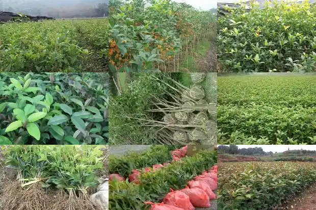关于桂花香的词语1685235318652