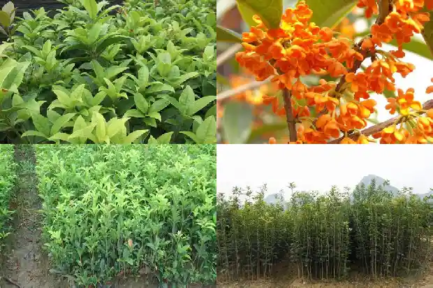 关于桂花香的词语1685235318747