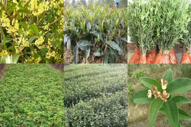 桂花怎么制作桂花茶1688607875418