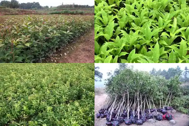 6年桂花树能卖多少钱一斤1689838296884