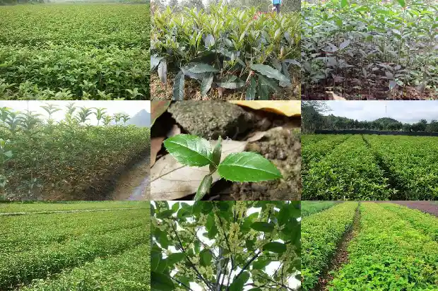 现在的桂花树可以种吗1690158500167
