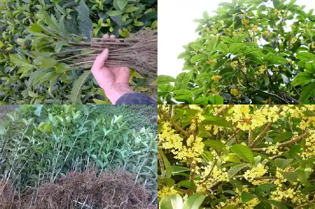 新鲜的桂花怎么制作桂花茶好喝1688949056313