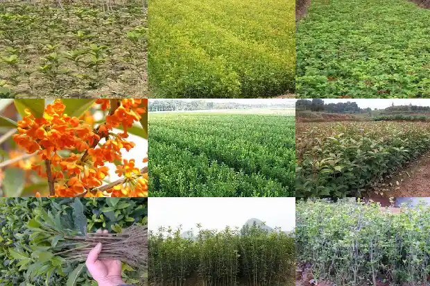 写桂花香气的一段话1685235376007