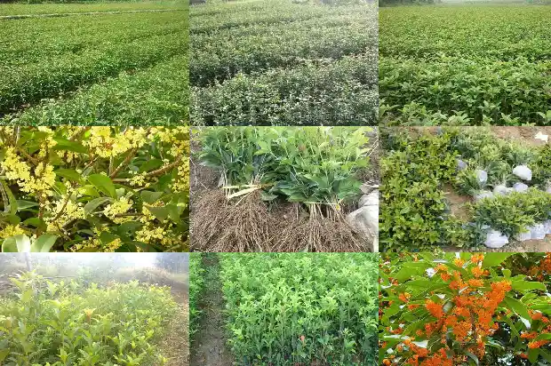 写桂花香气的一段话1685235376102