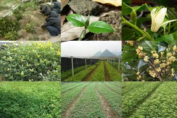 桂花在什么季节嫁接最好1688792962999