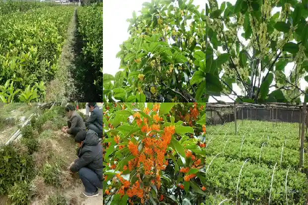桂花树香气闻多了好不好闻1685235416918