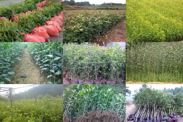 什么时候给桂花树剪枝最好1688433572612