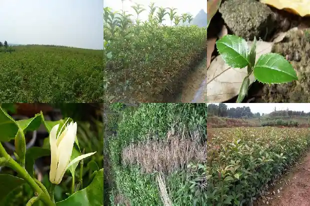 桂花香闻久了会怎么样1685235436158
