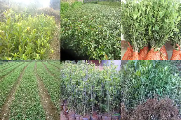桂花配黑茶有什么功效和作用呢1689381763521