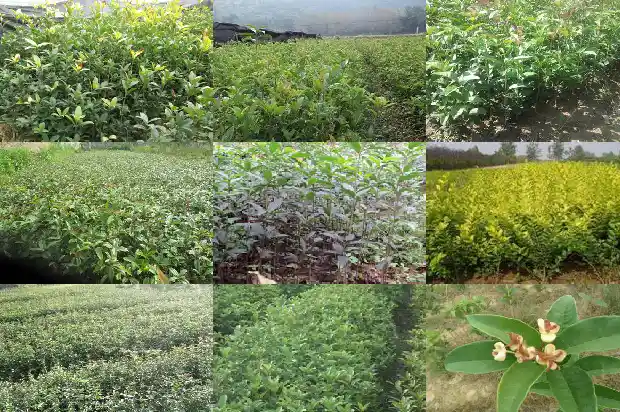 桂花的气味可以用哪些句子形容1685235486795