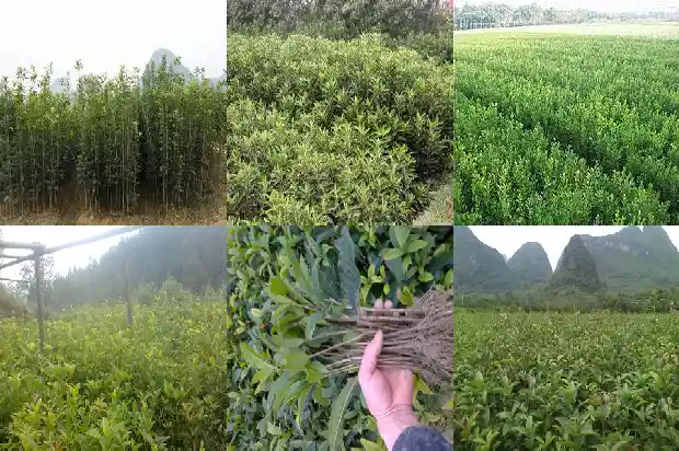 安徽桂花树苗最新价格1689985578495