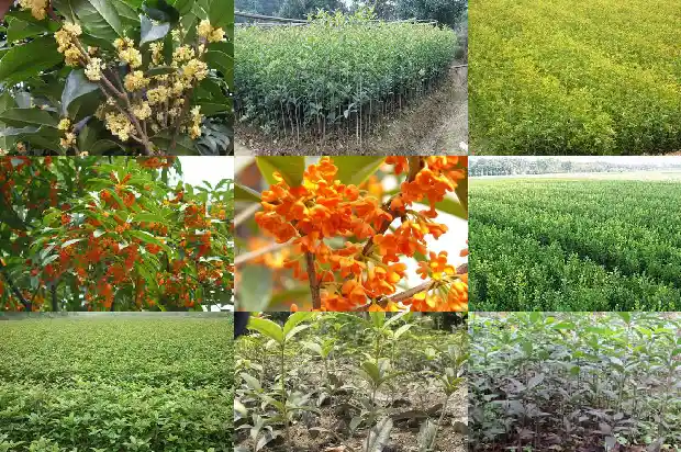 桂花的气味可以用哪些句子表达1685235498822