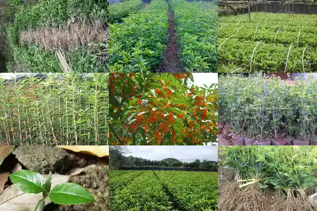 桂花的气味可以用哪些句子表达1685235498869