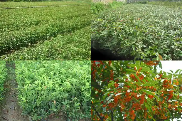 桂花的气味可以用哪些句子表达1685235498965