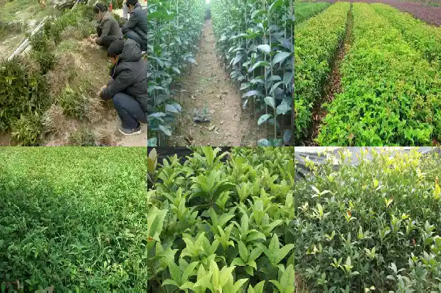 桂花的气味可以用什么词来形容1685235506618