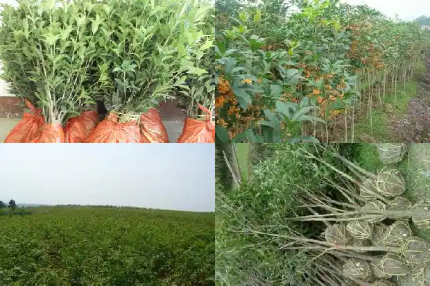 桂花的气味可以用什么词来形容1685235506666