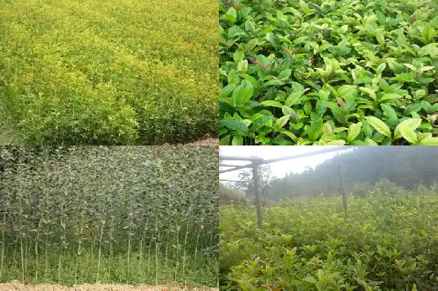 1.8米桂花树价格多少钱一颗1690763432281