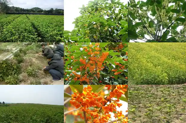 打桂花的动作句子1685235530860