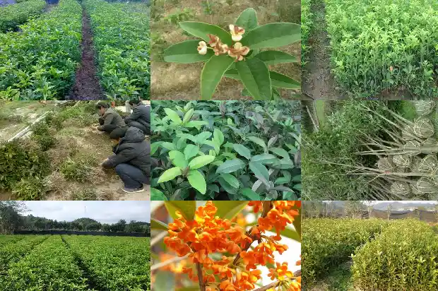 描写桂花气味的词语1685235550520