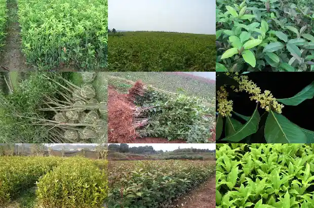 桂花的香味是什么样的用成语形容1685235558026