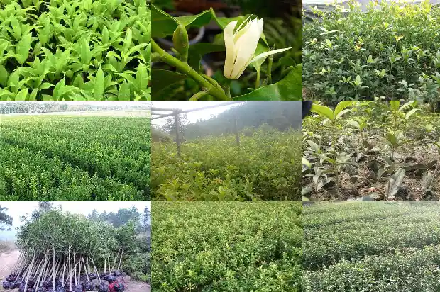 形容桂花香味的成语有哪些呢1685235575389