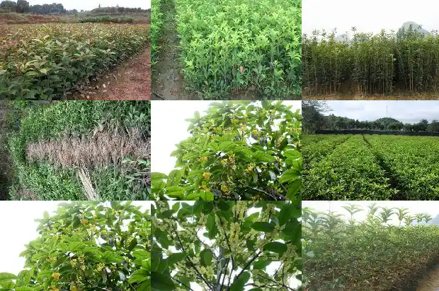 桂花树还有什么树木1690591392221