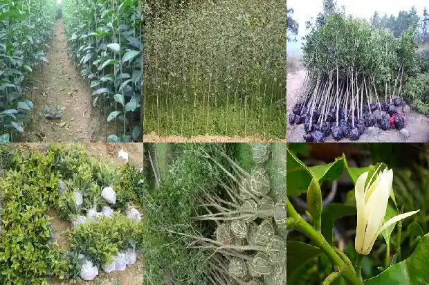 批发桂花苗 桂花苗批发1689899579517
