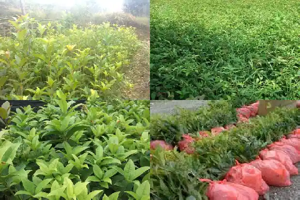 形容桂花味道的成语1685235587110