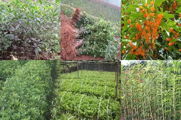 下雨后的桂花像什么1685235594587