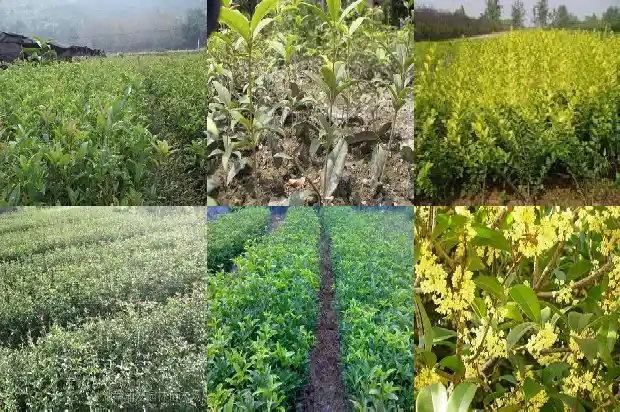 桂花树几月份种合适1688604886085