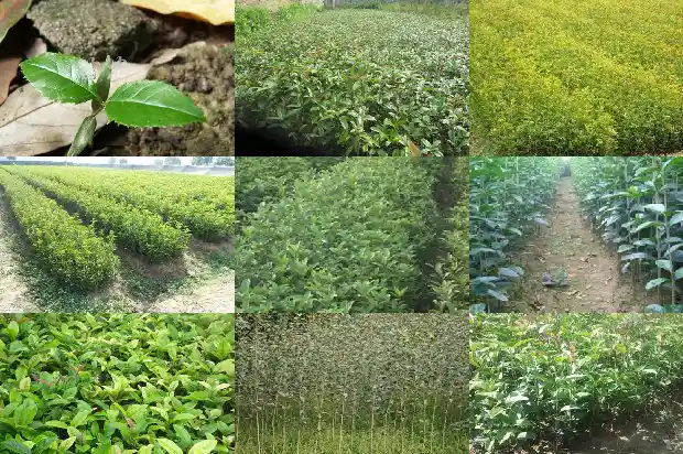 比喻桂花香的成语1685235618205