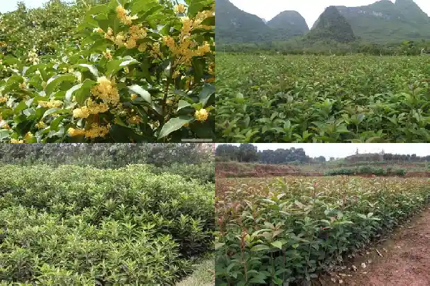 形容桂花树的香味的句子唯美1685235630277